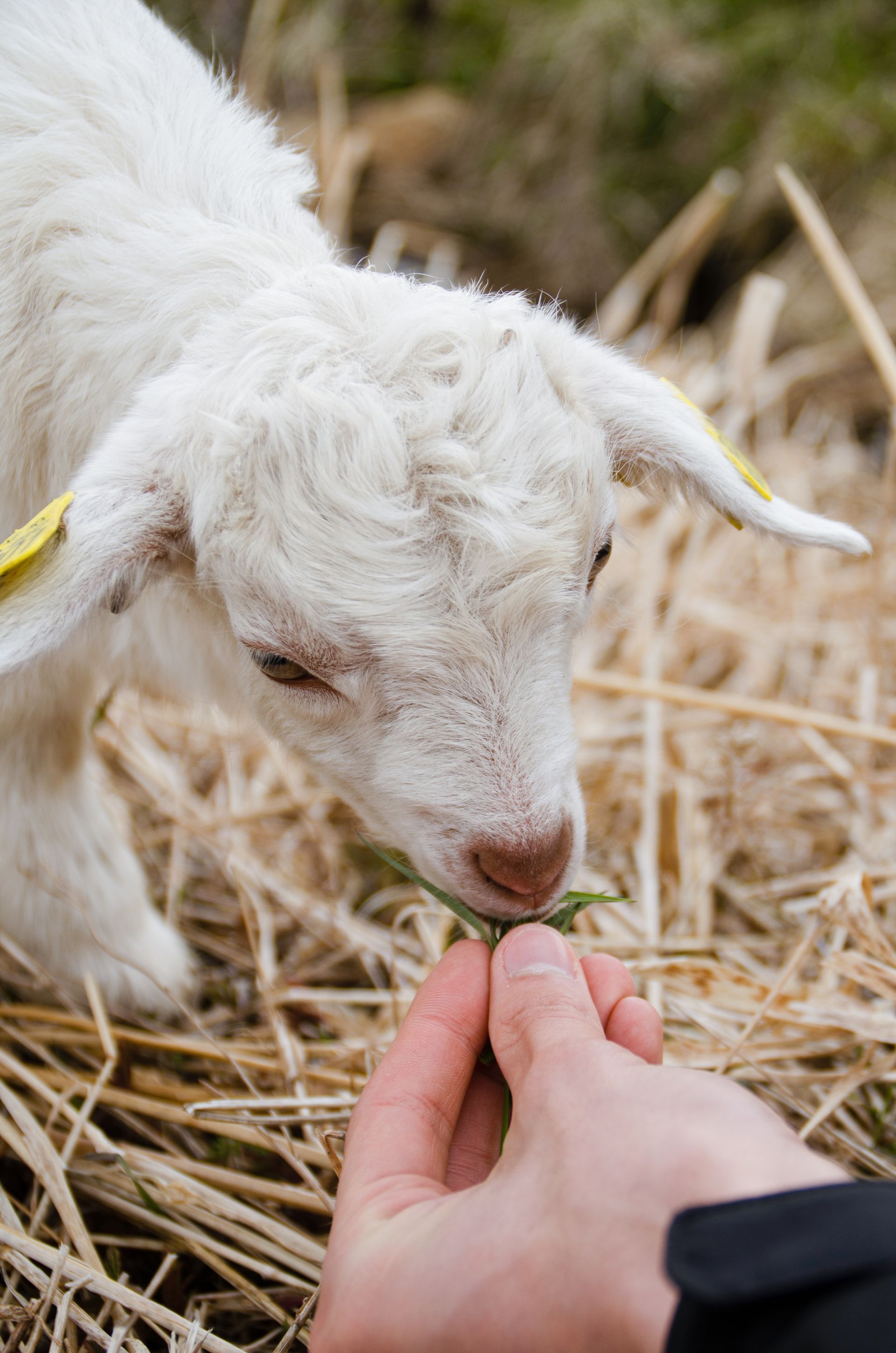 White goat licking a hand while standing in dry straw
