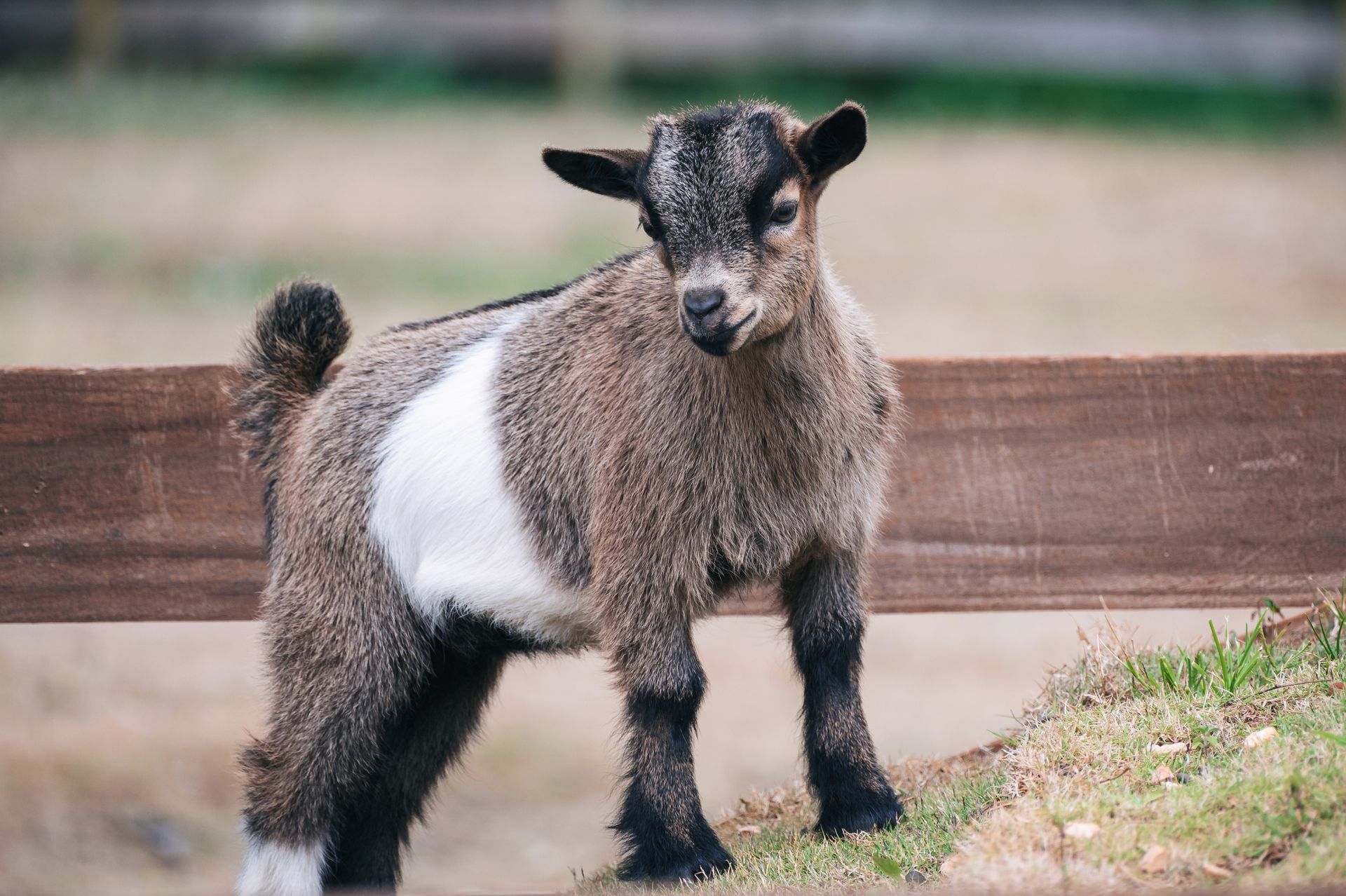 Small black-and-white goat standing beside a wooden fence on a farm