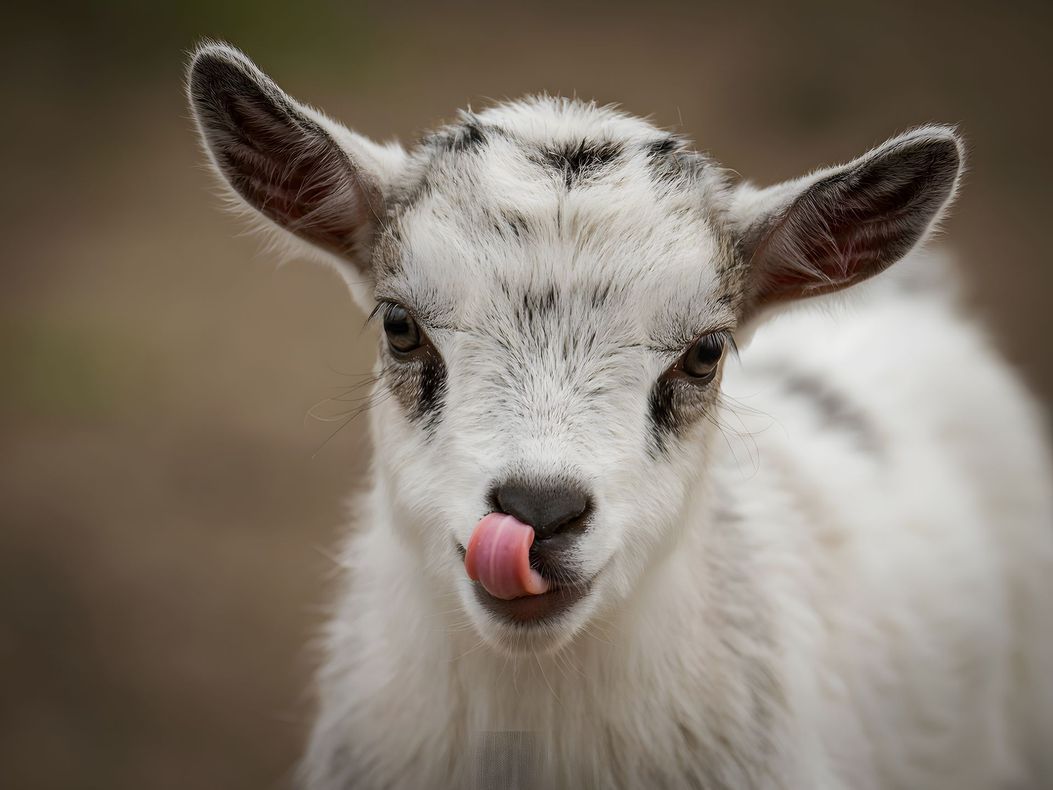 Close-up of a fluffy white baby goat licking its nose outdoors