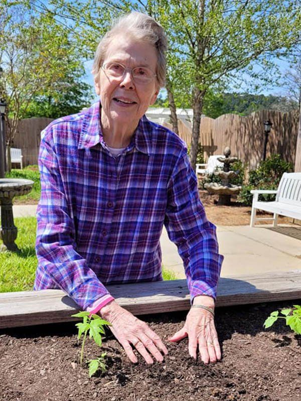 Woman in purple plaid shirt planting a small tomato plant in a raised garden bed.