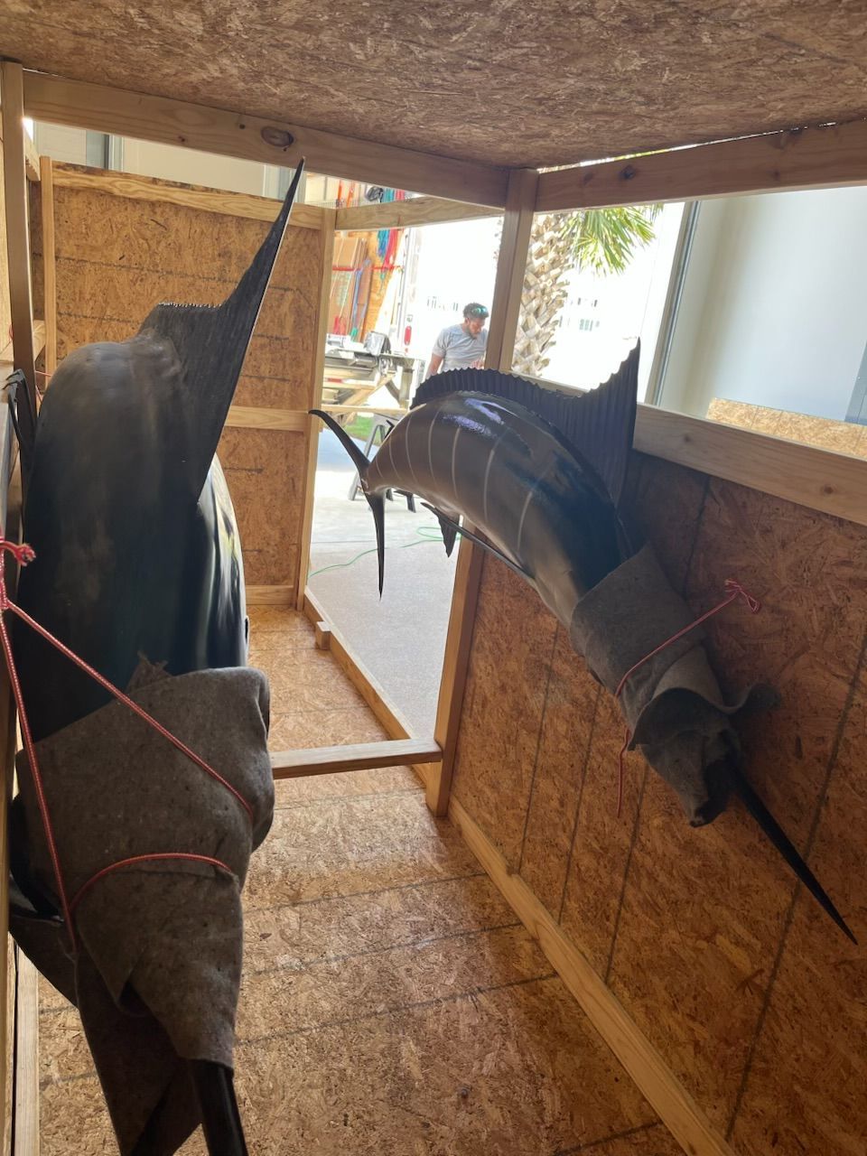 Two mounted marlin fish inside a wooden crate. A person is visible in the background.