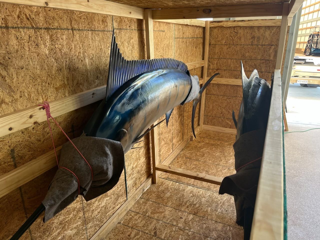A mounted marlin in a wooden crate, blue and silver with a tall dorsal fin, tail end visible.