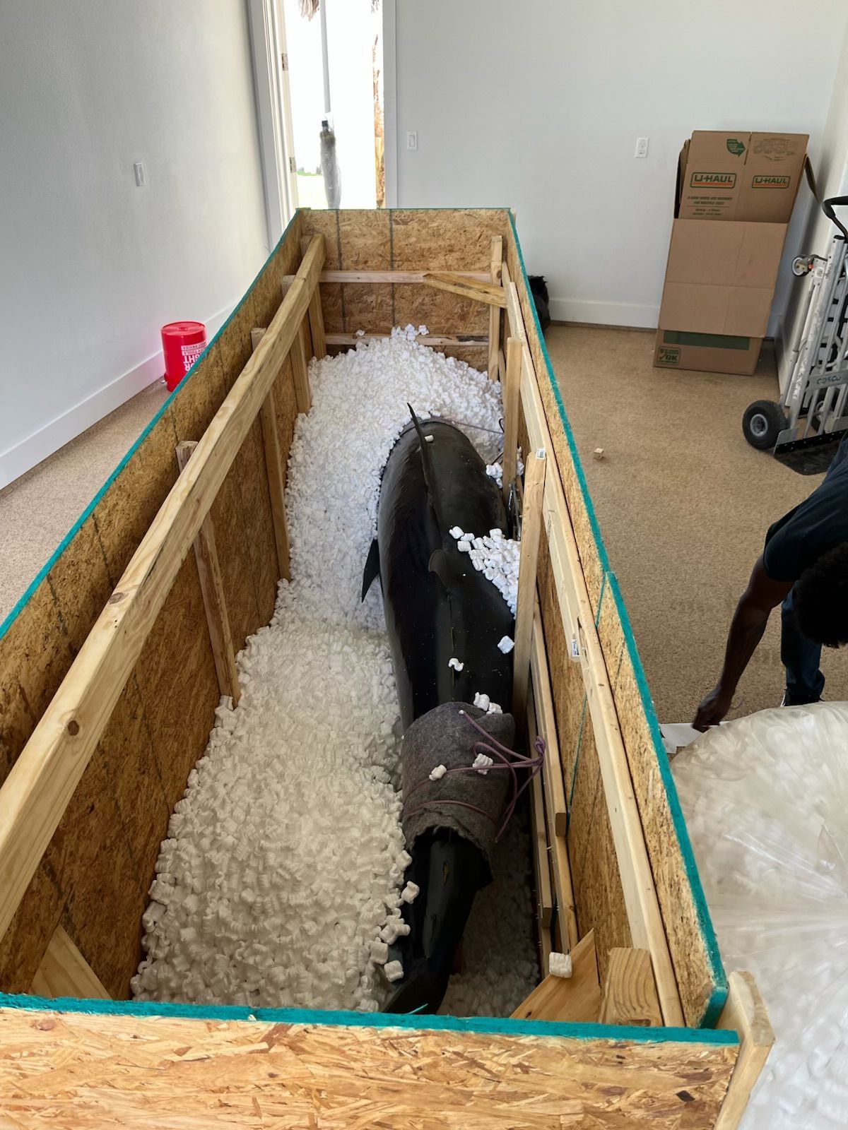 A large, black sculpture of a whale inside a wooden crate filled with white packing foam. A person is nearby.
