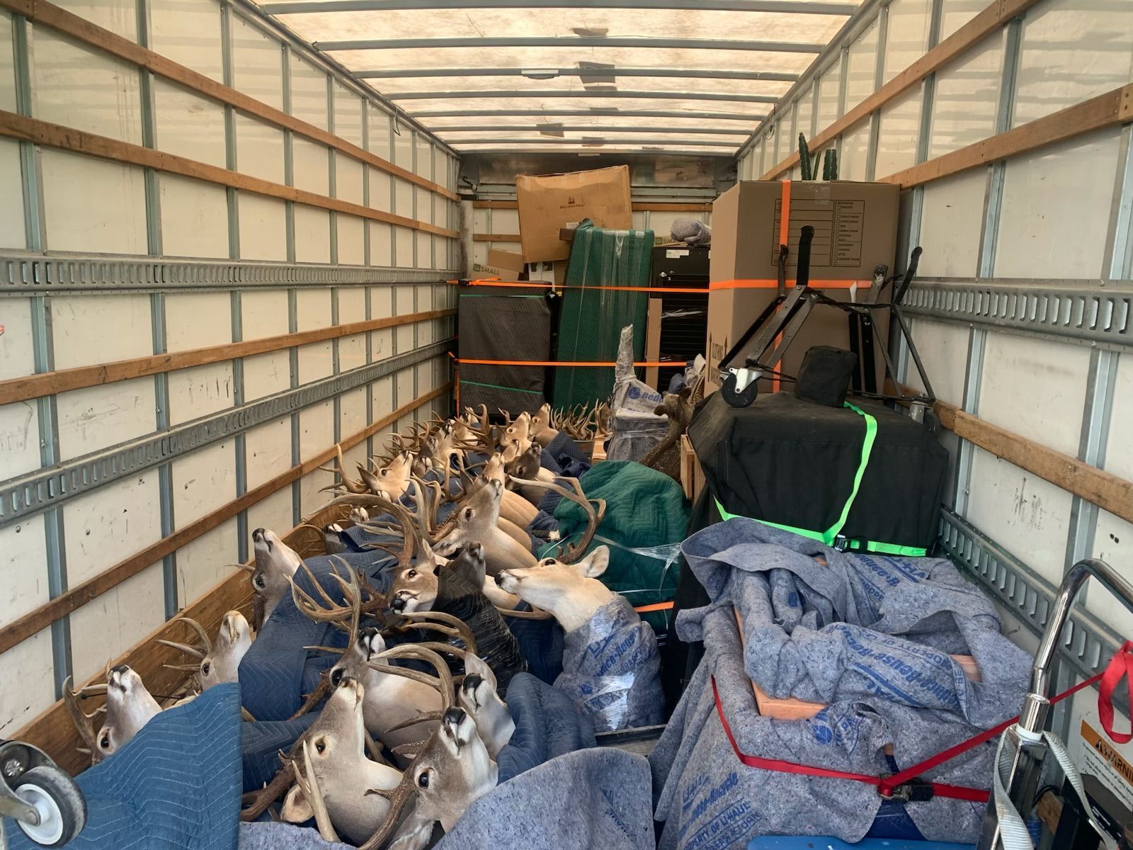Inside a truck, numerous taxidermied deer heads packed for transport.