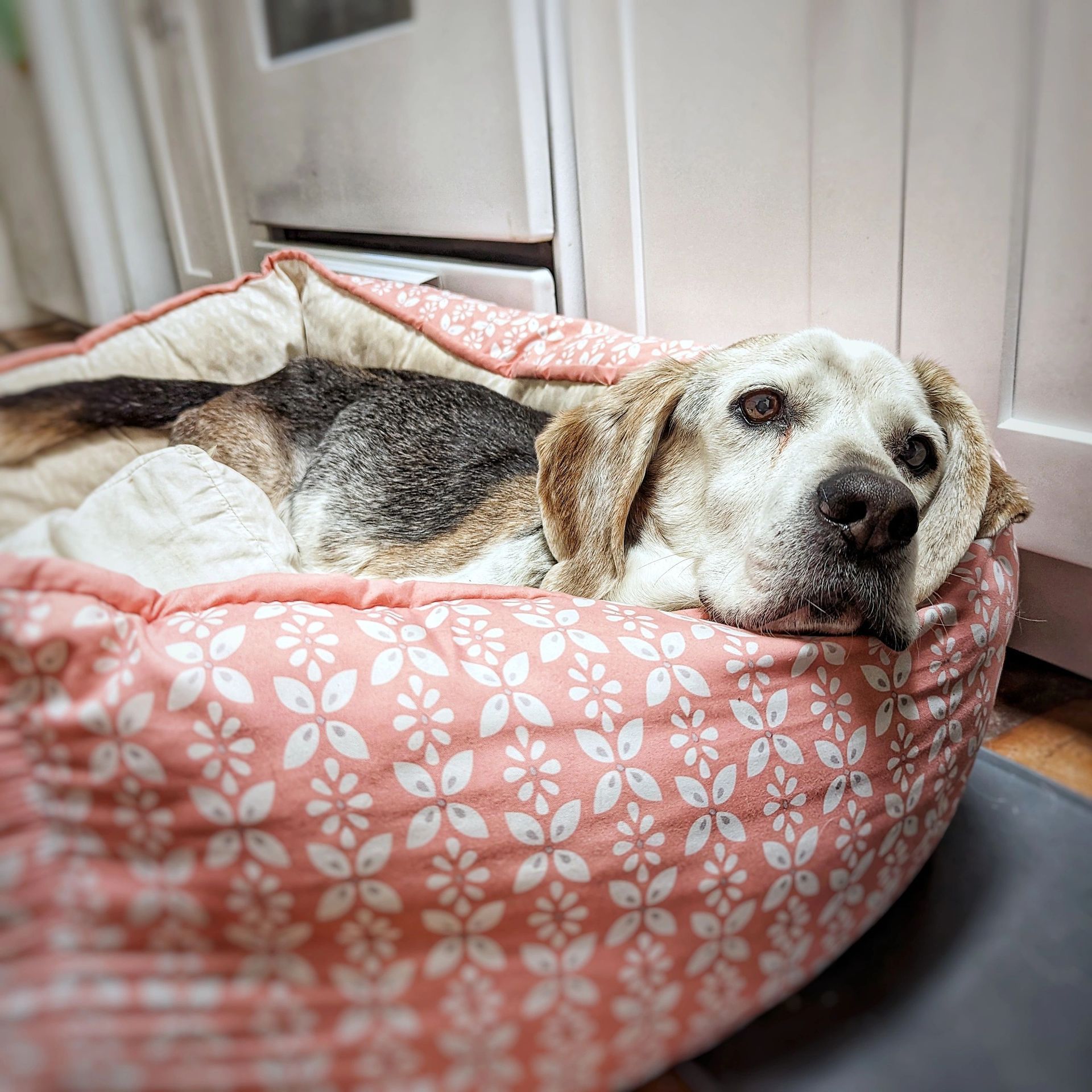 Sleeping dog — San Diego — Raquel’s Senior Dog Bed & Breakfast