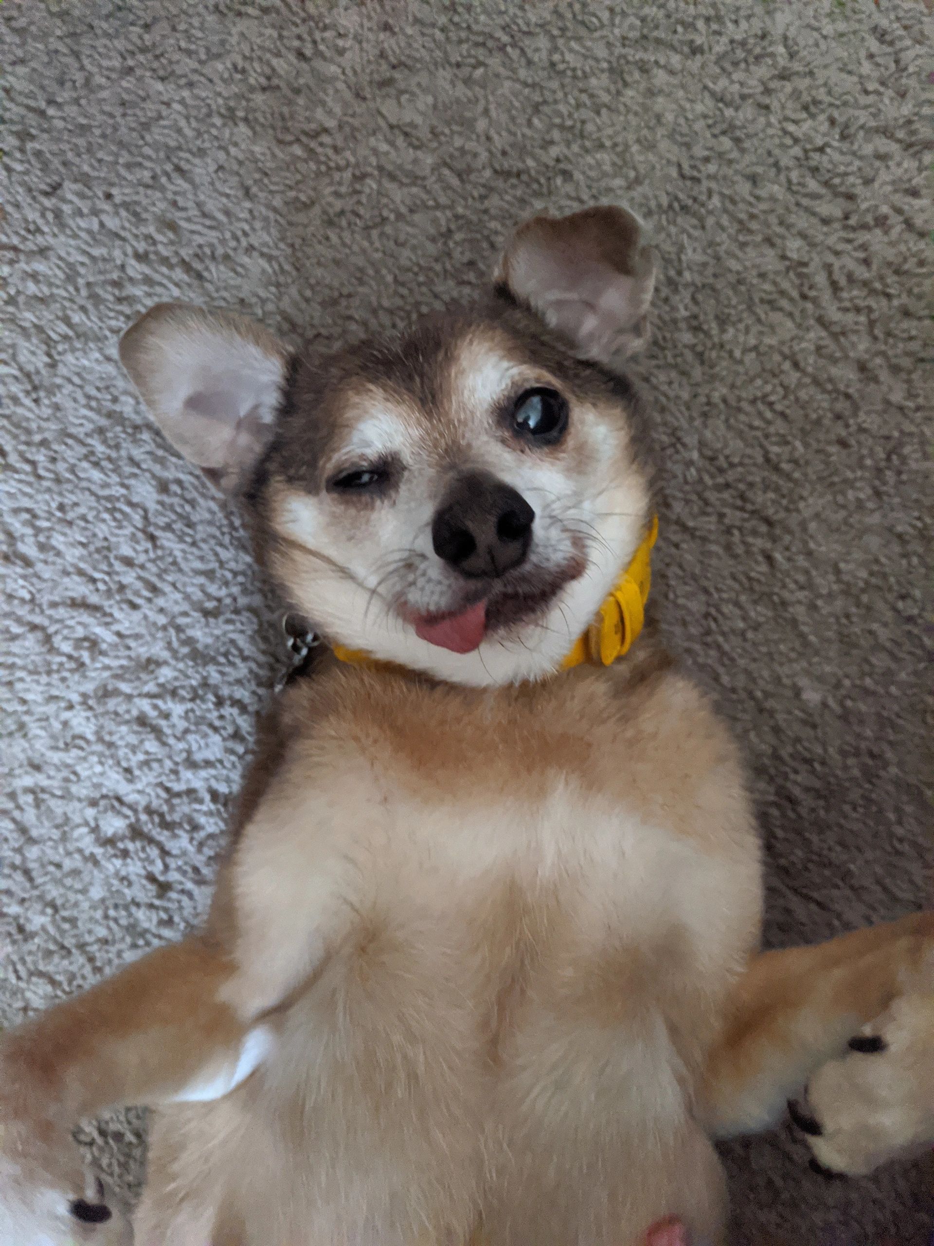 Puppy — San Diego — Raquel’s Senior Dog Bed & Breakfast