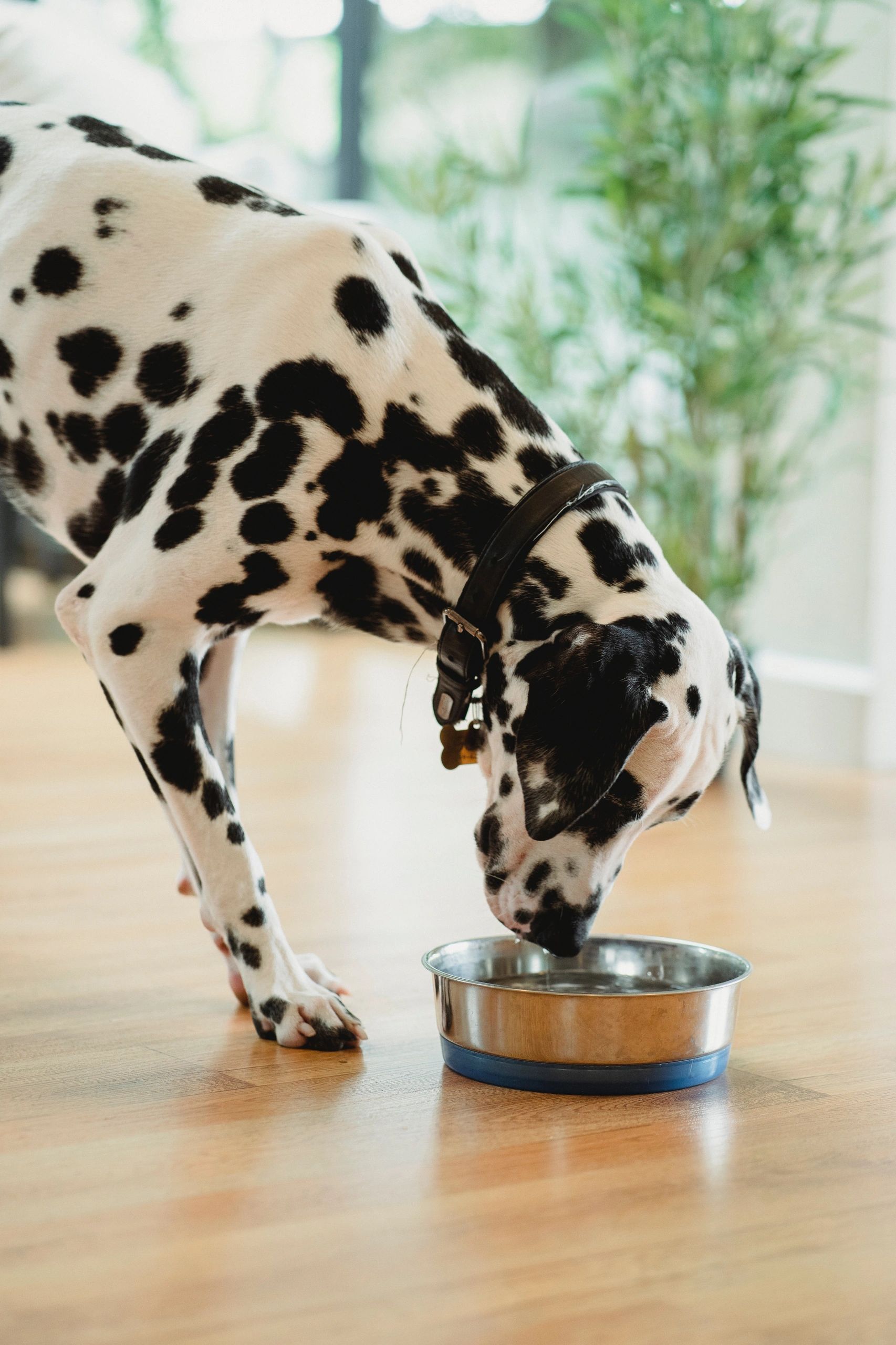 Dalmatian — San Diego — Raquel’s Senior Dog Bed & Breakfast