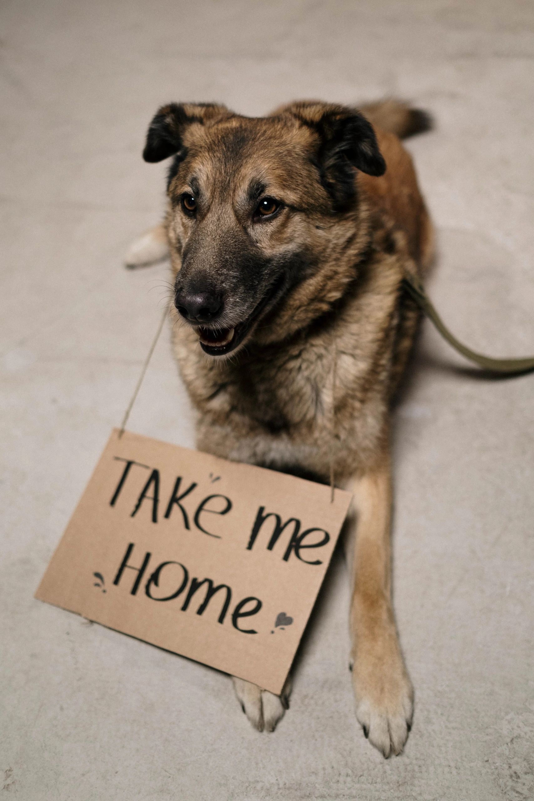Dog adoption — San Diego — Raquel’s Senior Dog Bed & Breakfast