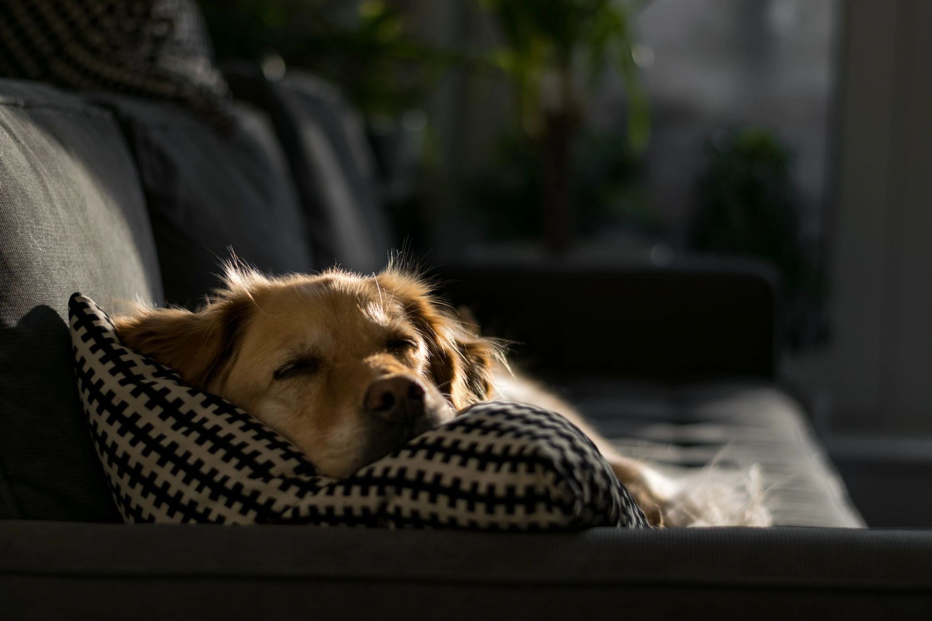 Dog sleeping at the couch — San Diego — Raquel’s Senior Dog Bed & Breakfast