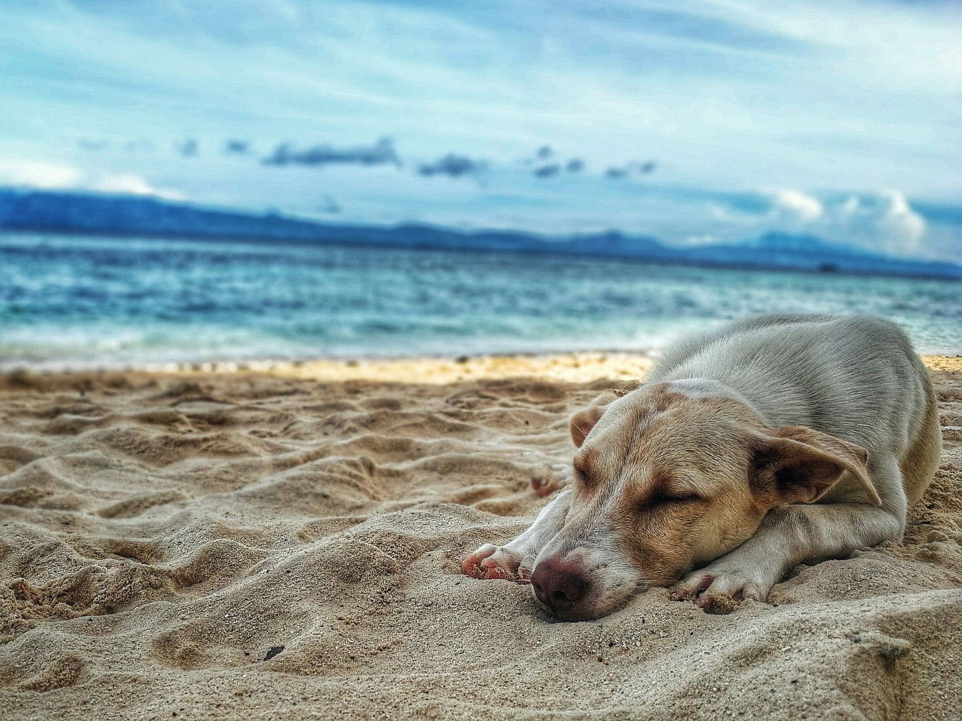 Dog in a beach — San Diego — Raquel’s Senior Dog Bed & Breakfast