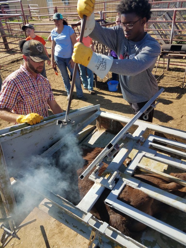 A group of people are working on a cow in a pen.