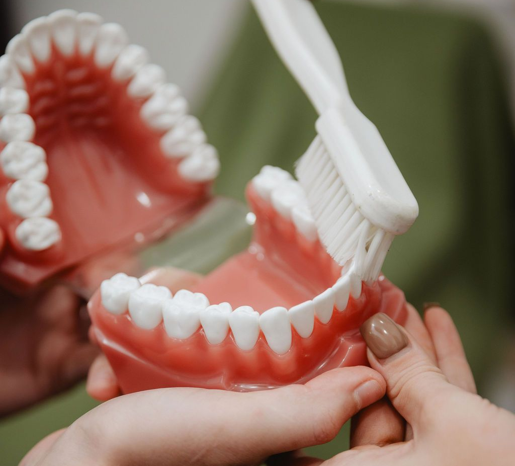 A person holding a model of teeth being brushed with a white toothbrush; close-up.