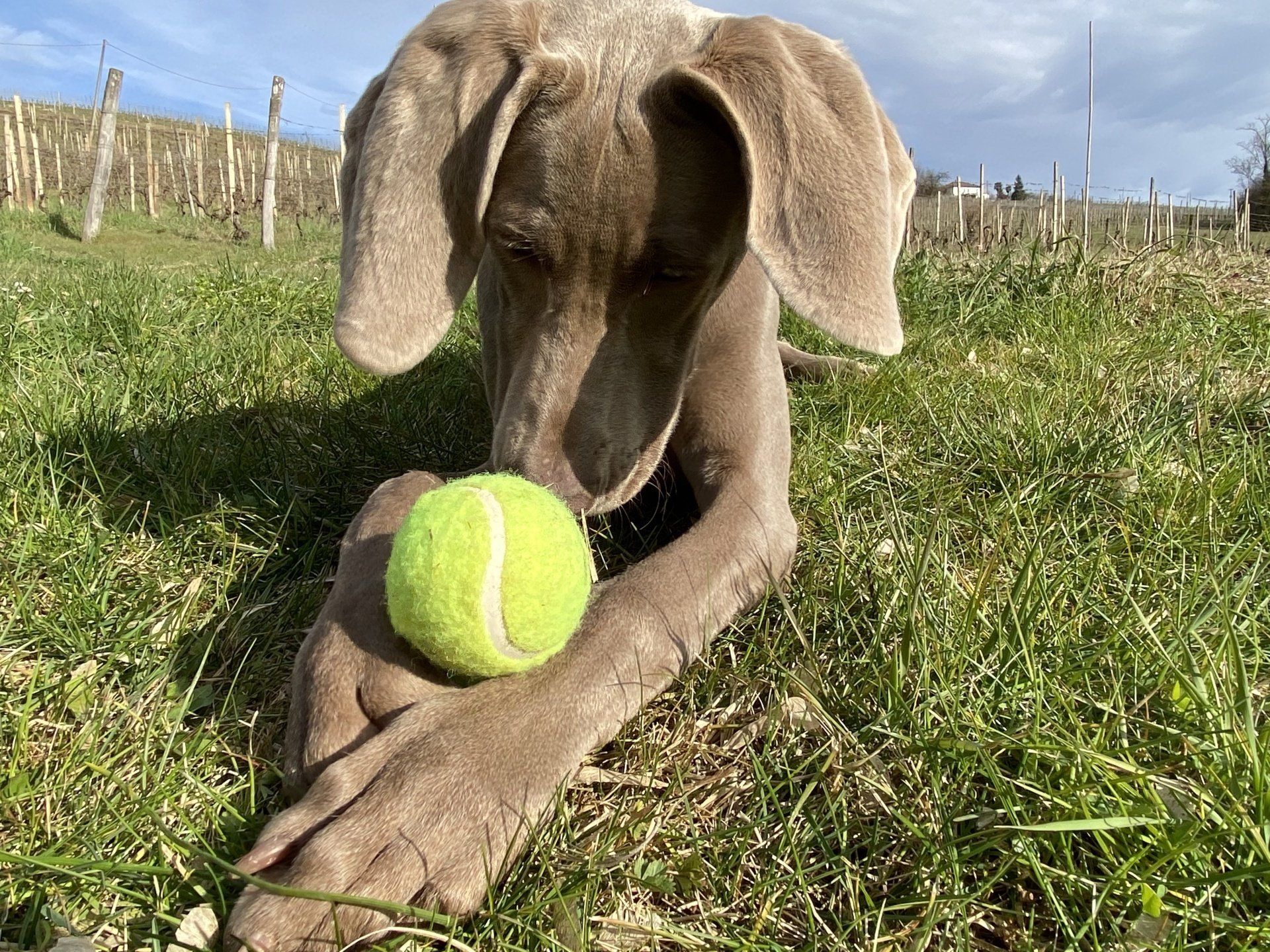 Dog-friendly accommodation in Piedmont