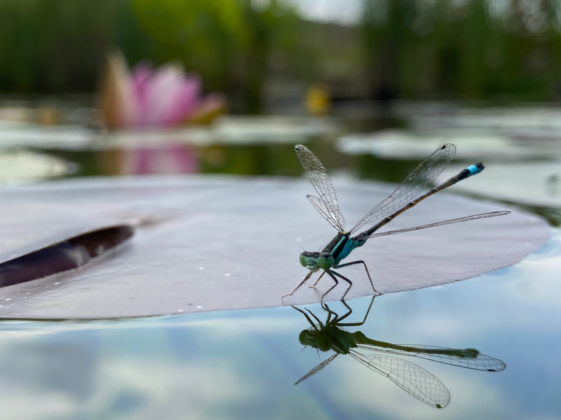 Flora und Fauna rund um das Ferienhaus im Piemont