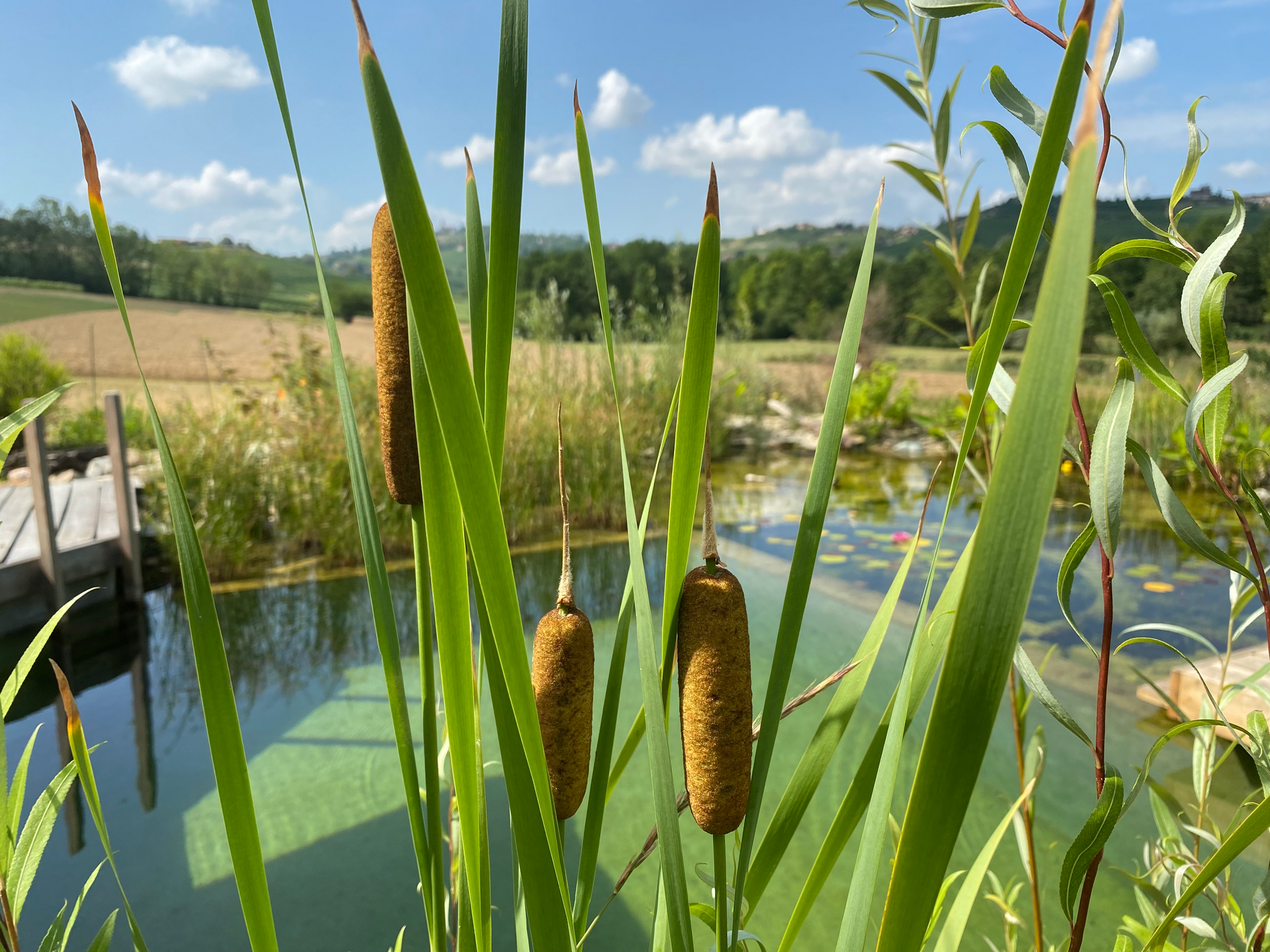 Flora and fauna around the holiday home in Piedmont