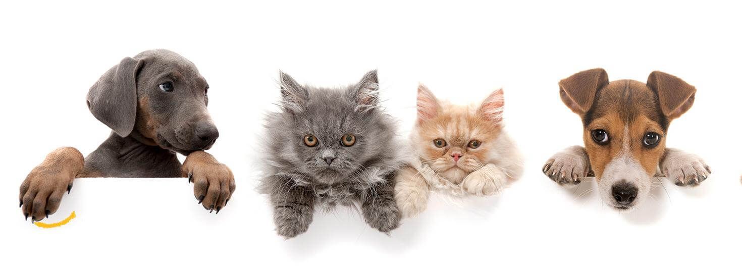 cani e gatti in riga appoggiati a  un muro