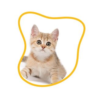 gatto pelo lungo