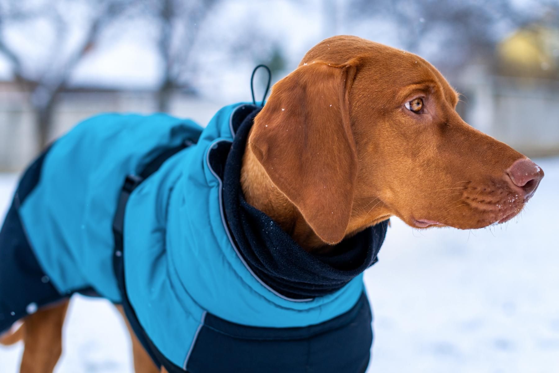 cane indossa cappottino azzurro mentre si trova sulla neve