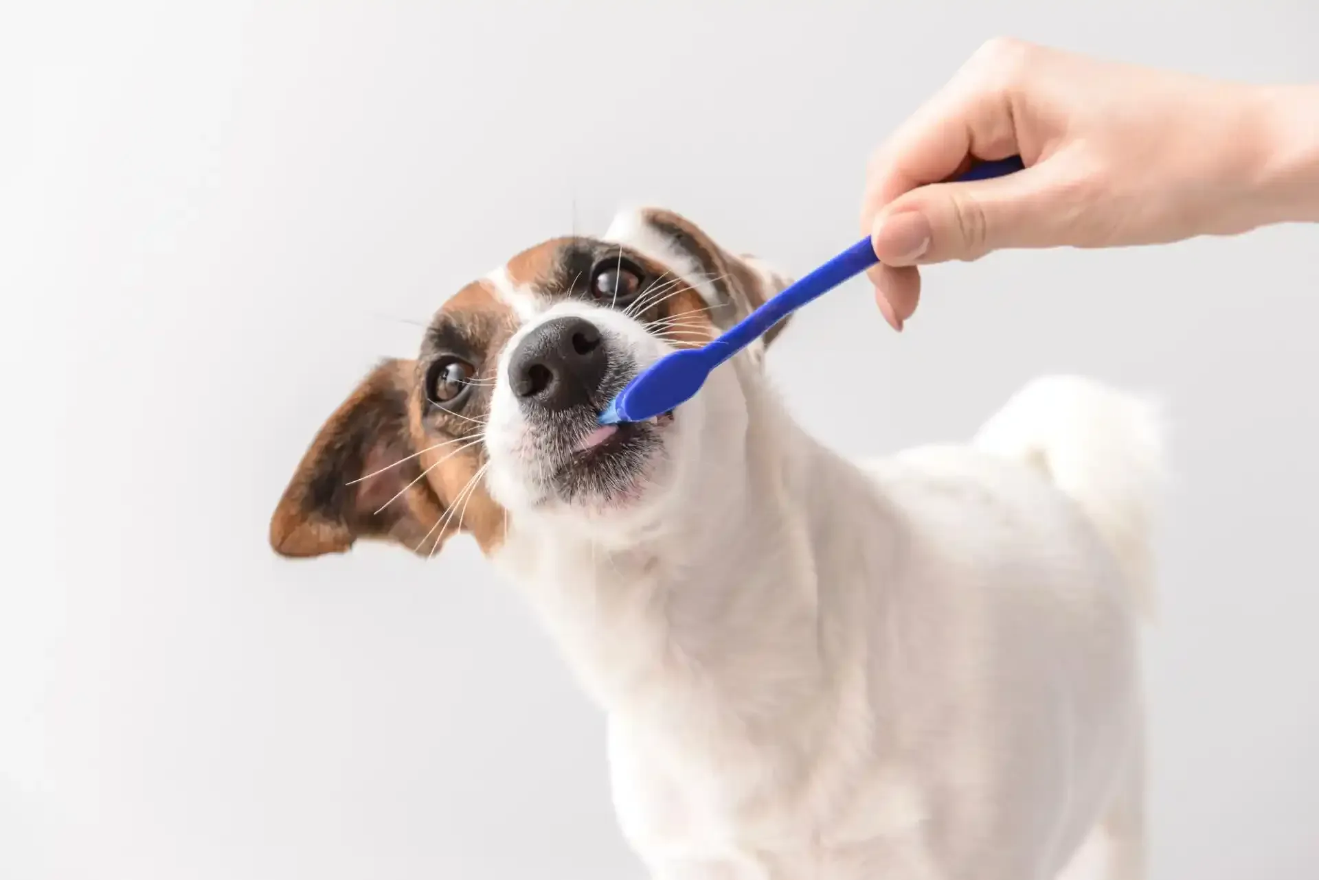 Pulire  denti del cane