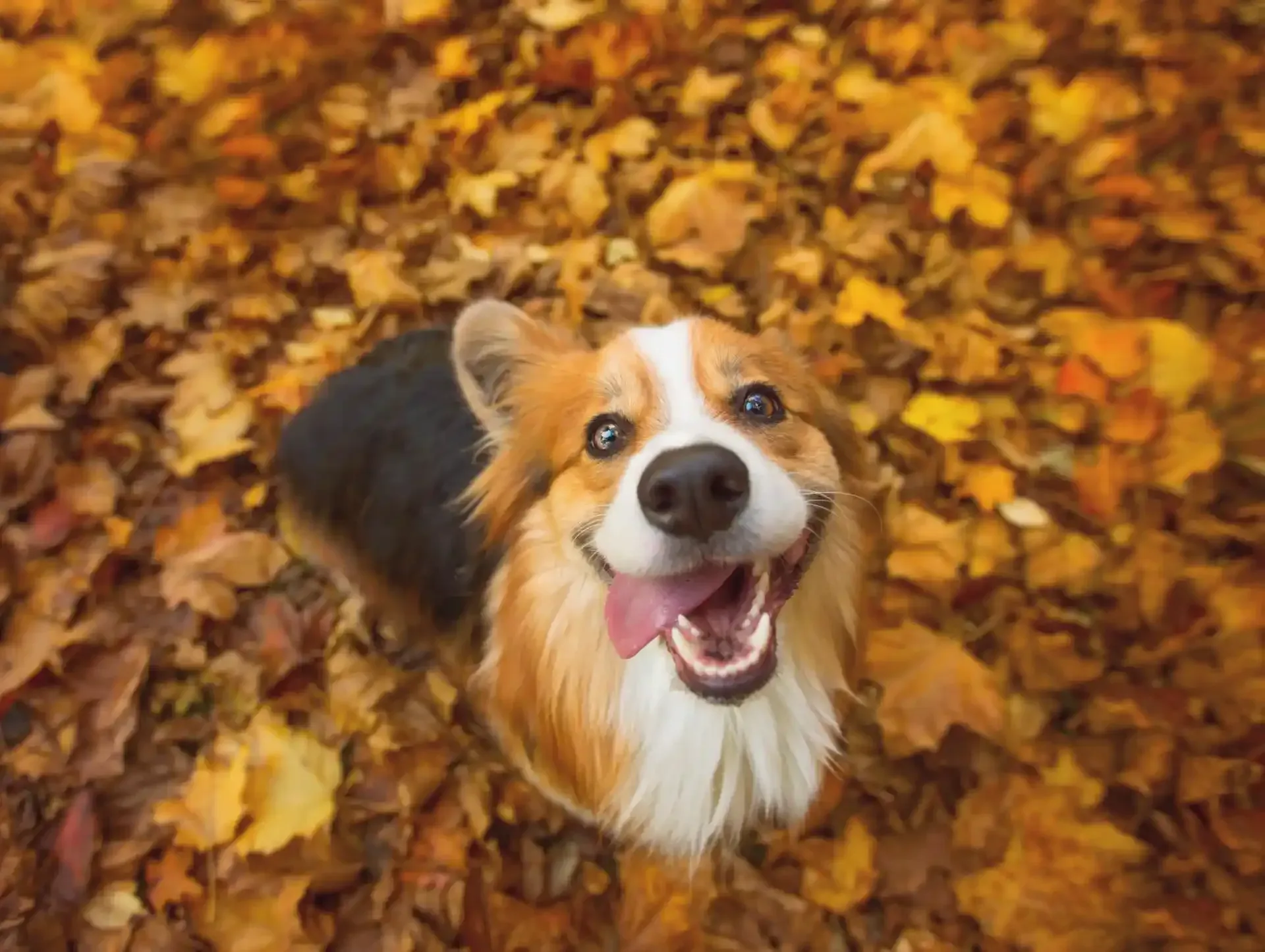 Cane in mezzo alle foglie