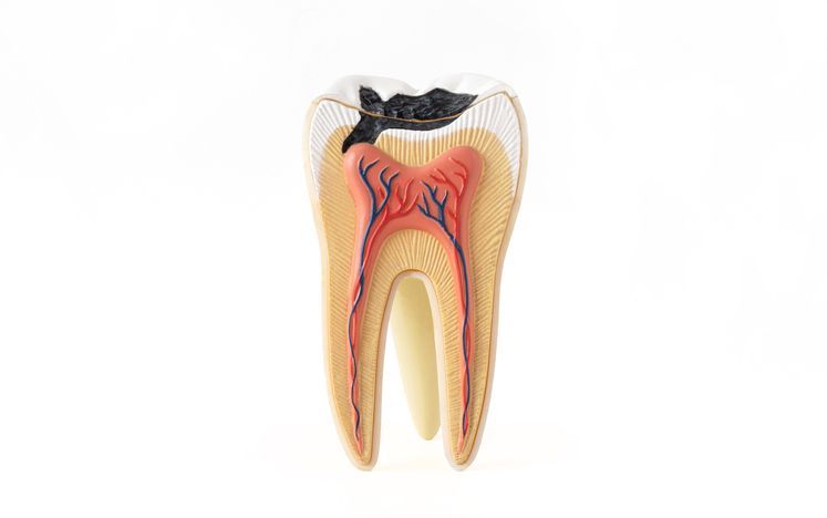 Logo for South Fork Dentistry with tooth and arrow.
