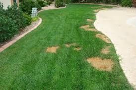 brown spots on lawn