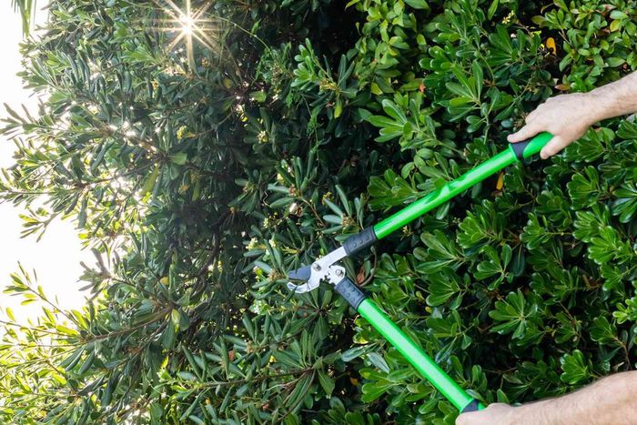 Trimming hedge