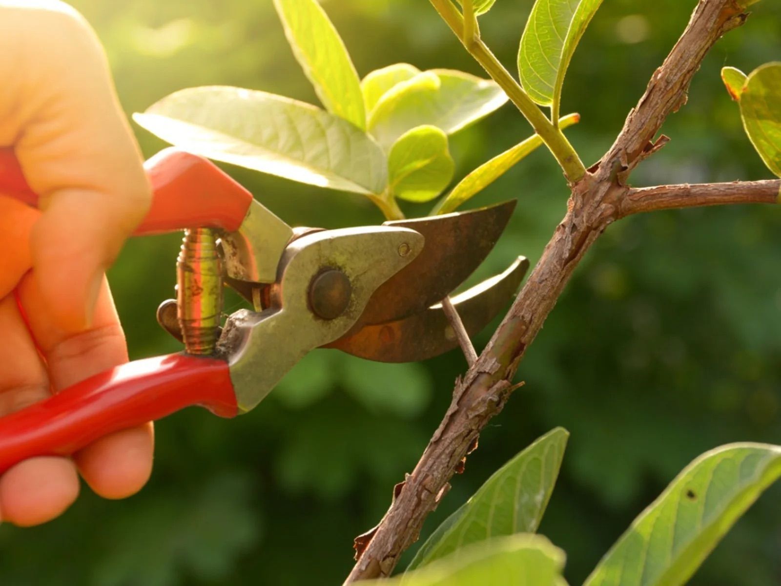 Trimming stems