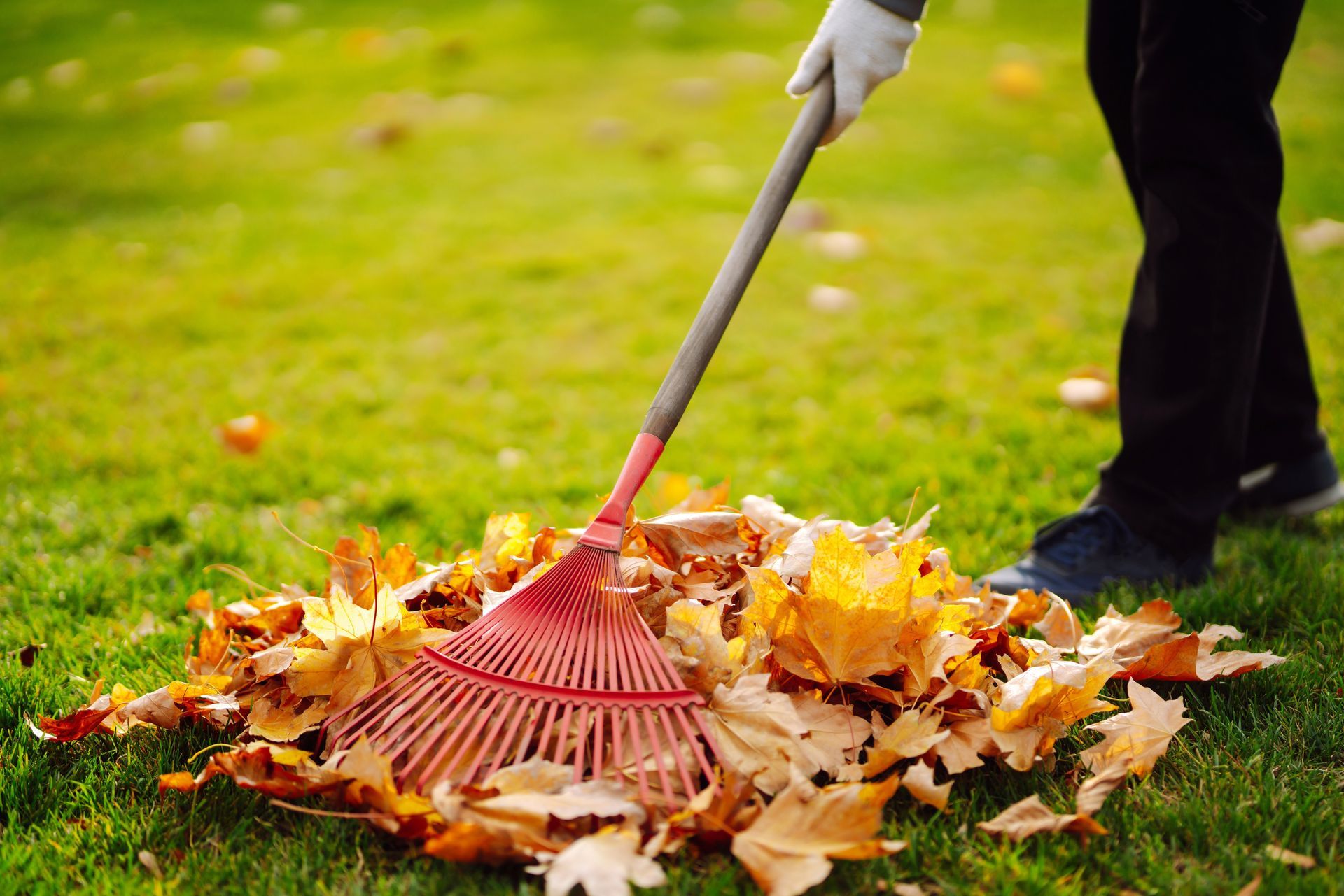 Raking dried leaves