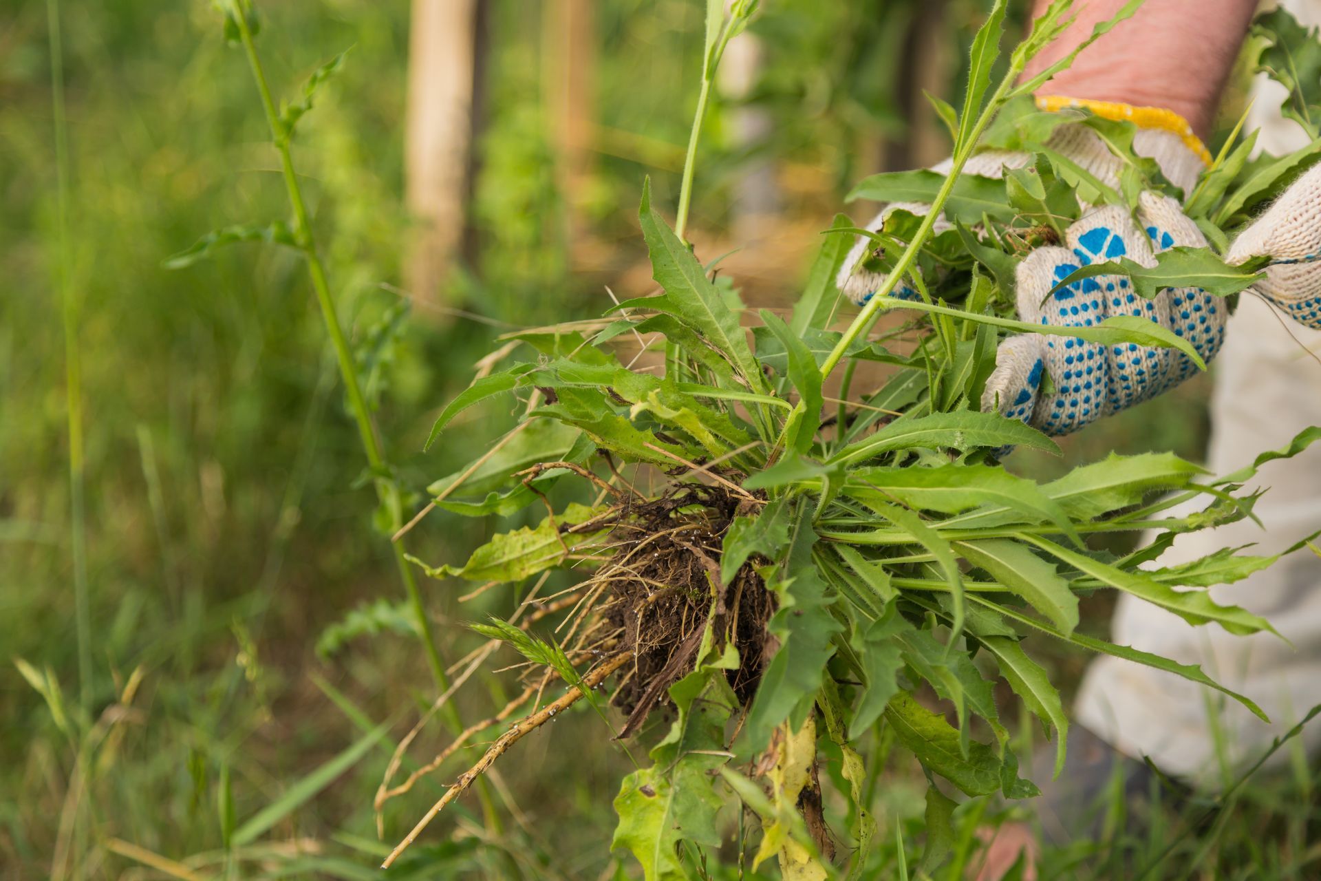 Removing weeds