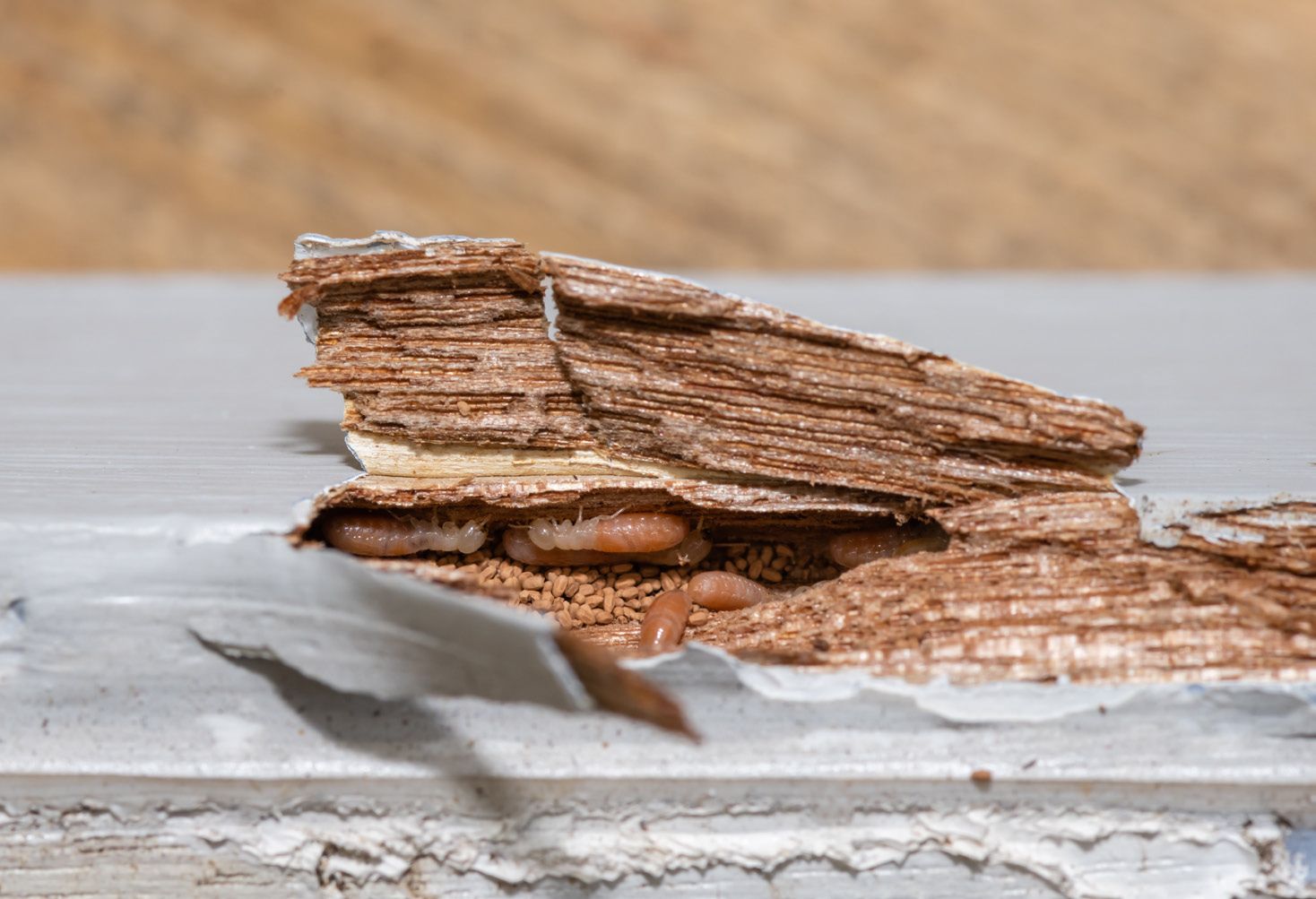 A close up of a piece of wood that has been eaten by termites.