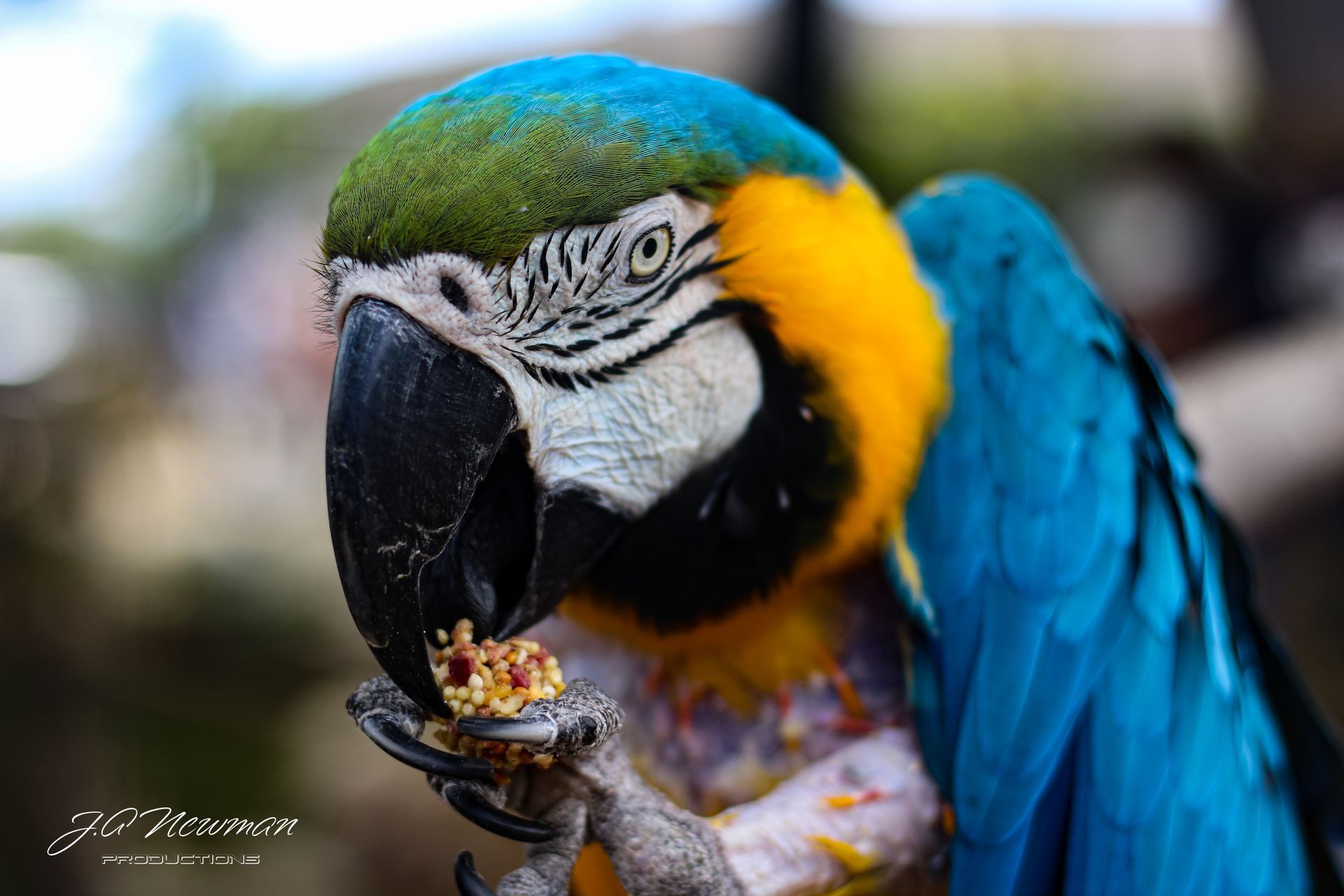 Blue and gold macaw eating food, with a blue and green head and yellow chest.