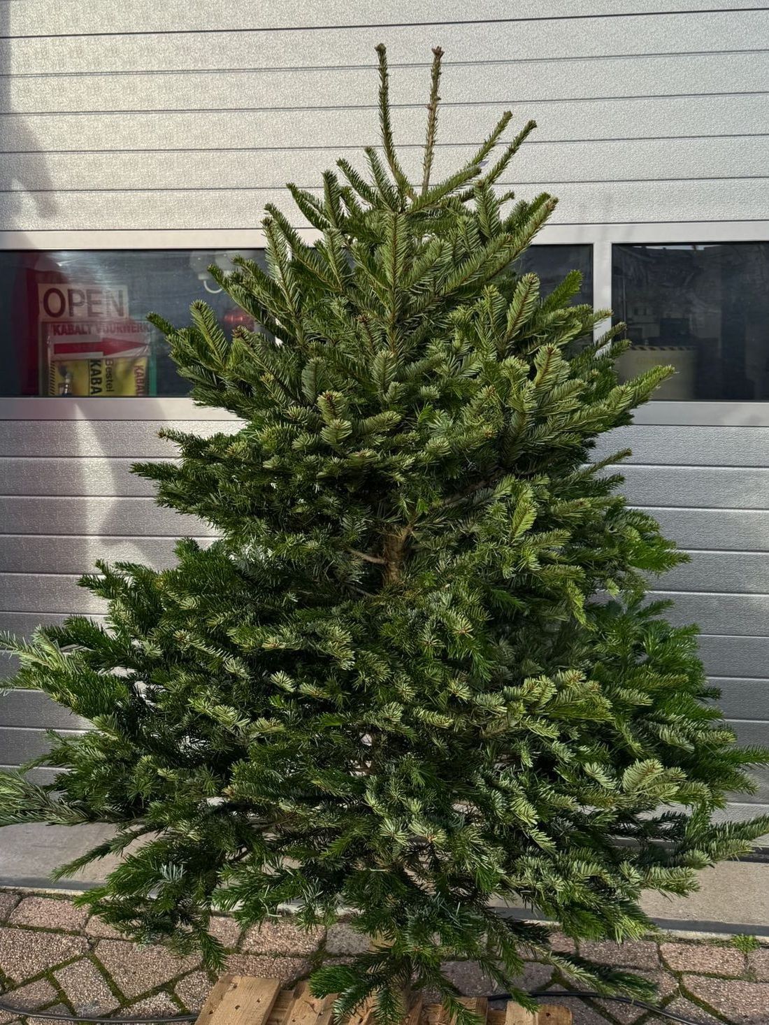 Nordmann Kerstboom 