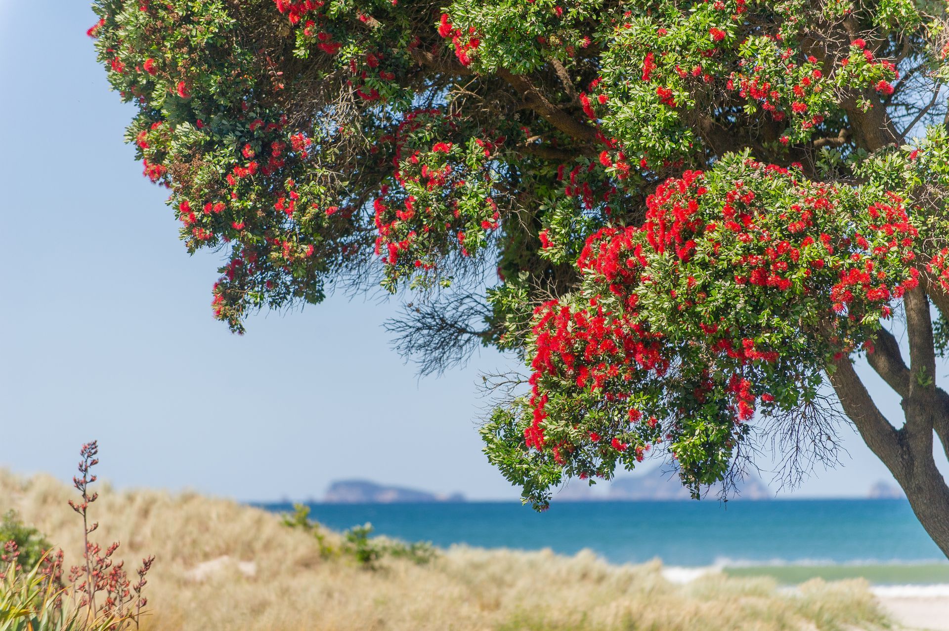 Pōhutukawa Tree 