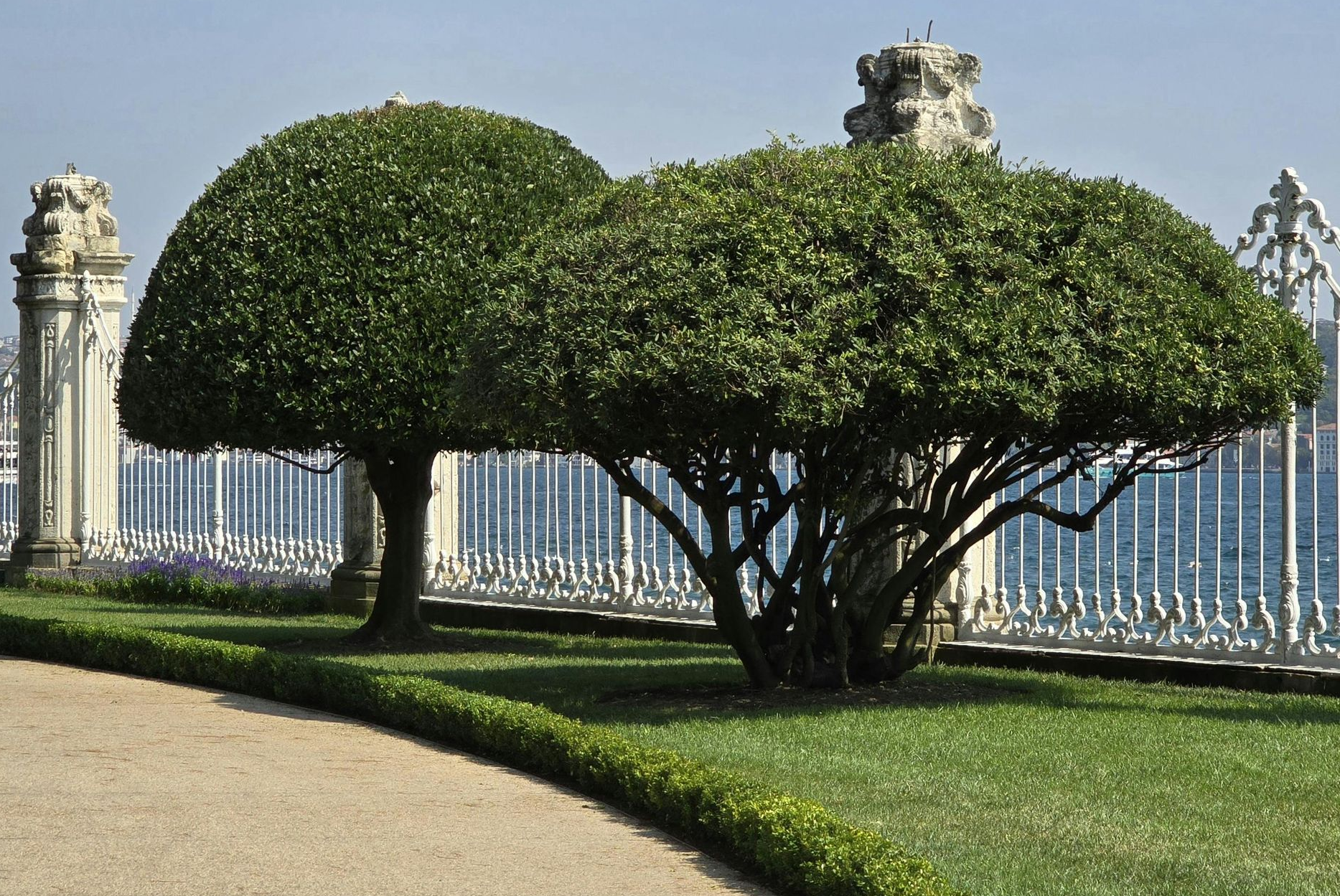 Tree, shrub, and plant pruning and trimming company Sarasota Florida
