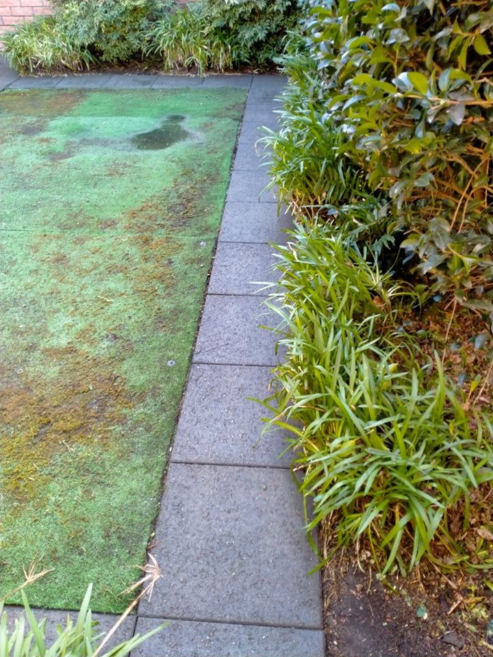 Carpet Cleaning After Service