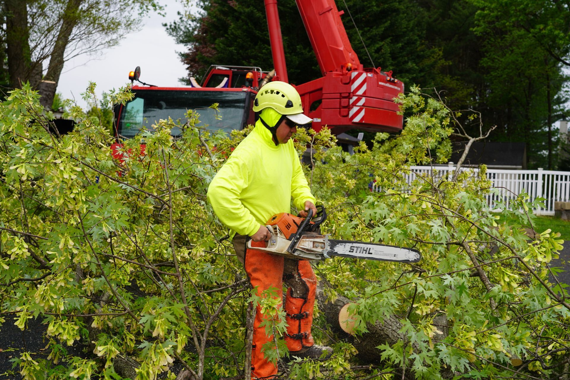 Fall Tree Care Checklist: How to Prepare Your Trees for Winter