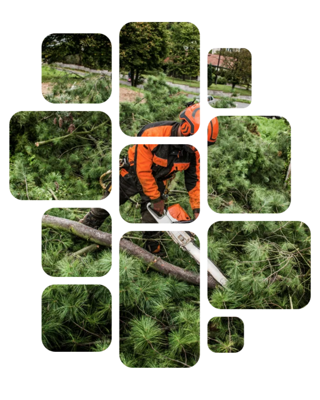 A person in orange safety gear uses a chainsaw to prune fallen tree branches in a wooded area.