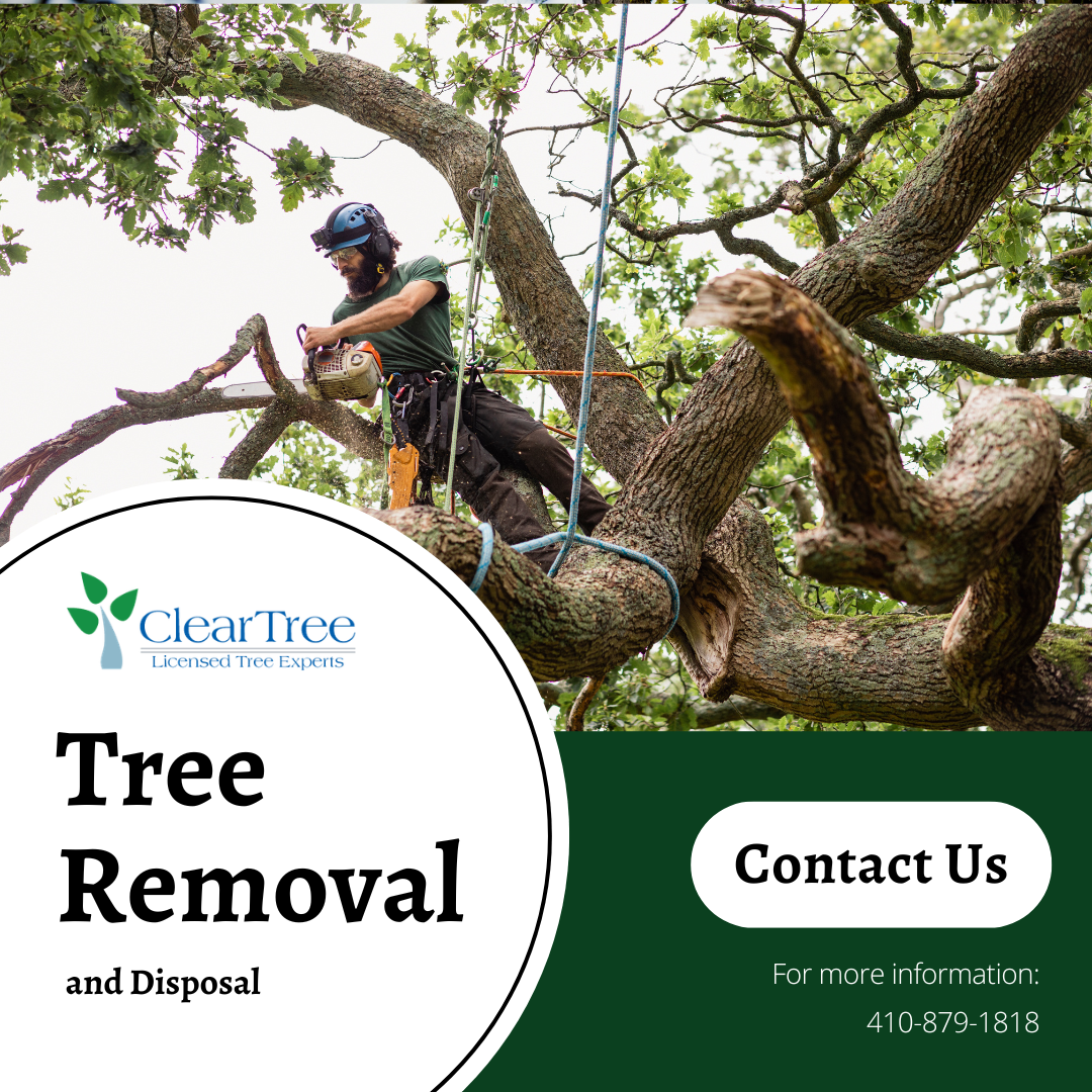 An arborist in a tree, chainsaw in hand, above text for ClearTree, a company offering tree removal and disposal.