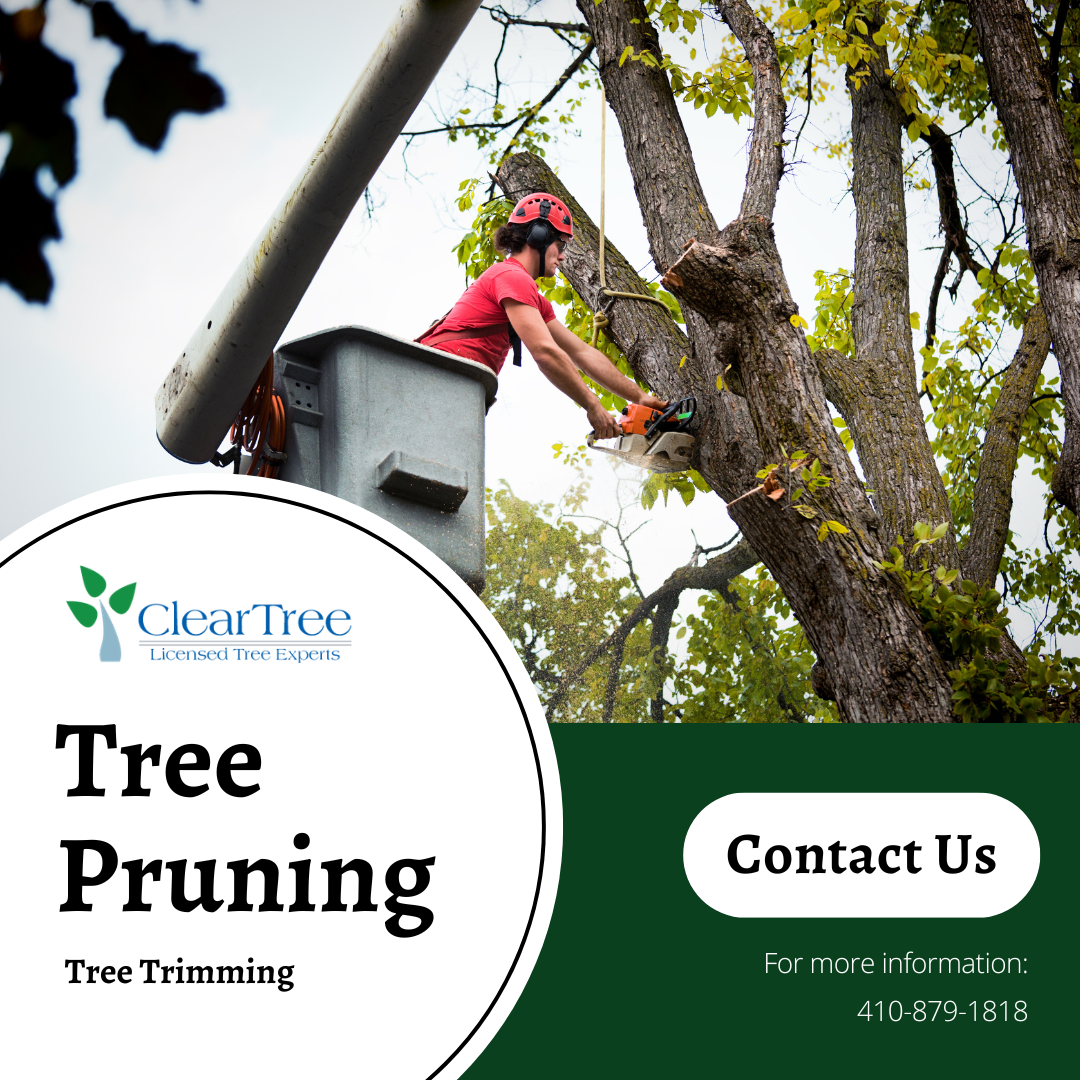 An arborist in a bucket truck uses a chainsaw to prune a tree branch for ClearTree service.