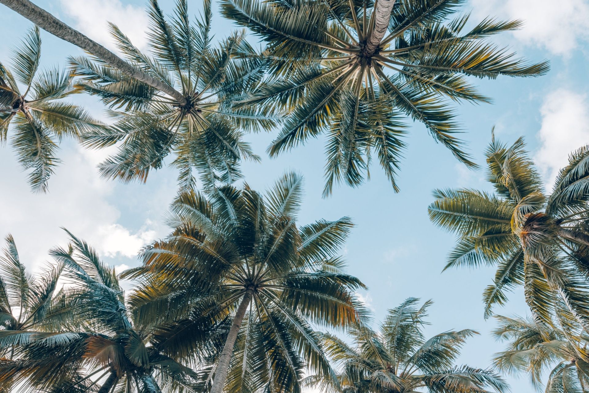 Palm trees viewed from below against a blue sky with scattered clouds