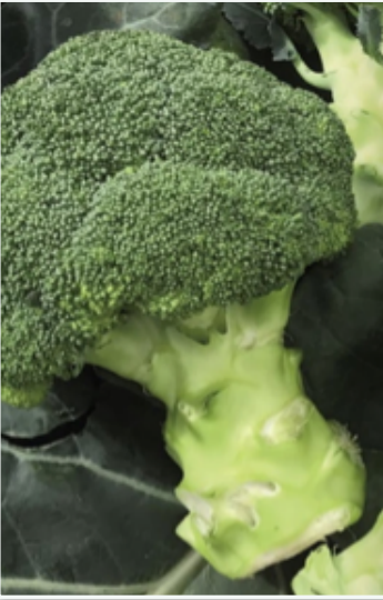 Broccolo