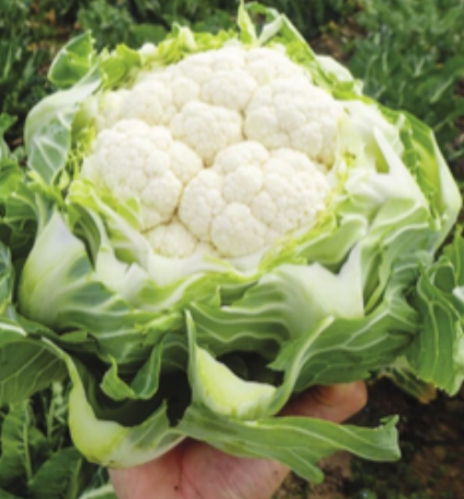Cavolo bianco
