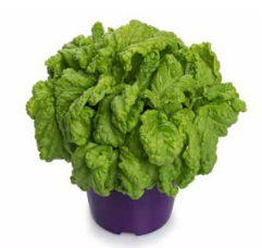 Basilico foglia di lattuga