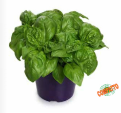 Basilico Mammolo