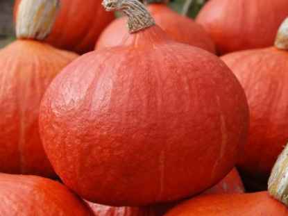 Zucca Hokkaido