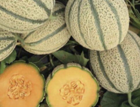Melone arancione