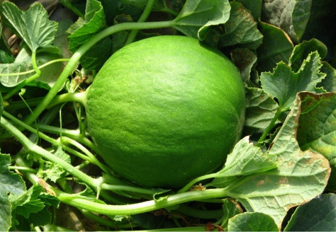 Barattiero