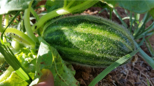 Carosello striato