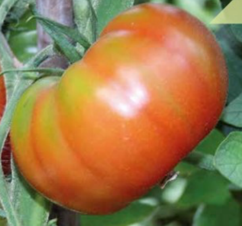 Pomodoro insalatario